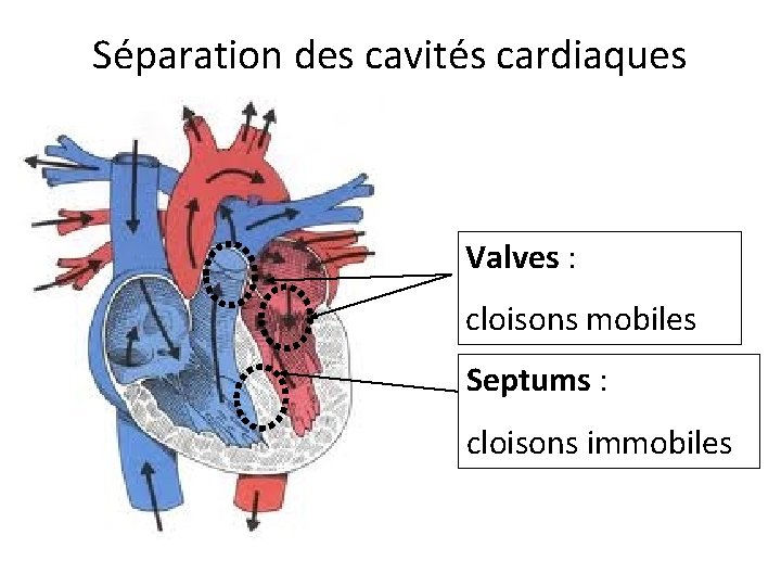 Séparation des cavités cardiaques Valves : cloisons mobiles Septums : cloisons immobiles 