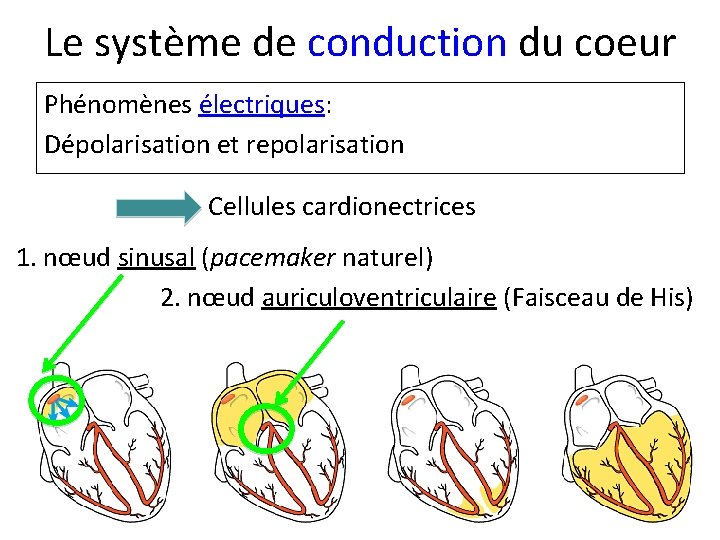 Le système de conduction du coeur Phénomènes électriques: Dépolarisation et repolarisation Cellules cardionectrices 1.