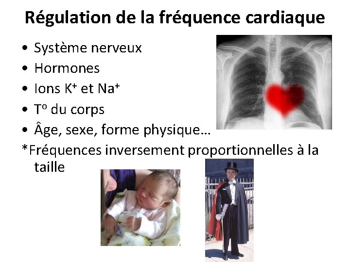 Régulation de la fréquence cardiaque • Système nerveux • Hormones • Ions K+ et