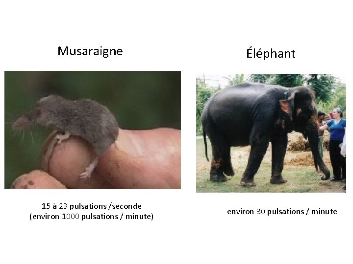 Musaraigne 15 à 23 pulsations /seconde (environ 1000 pulsations / minute) Éléphant environ 30