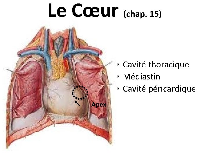 Le Cœur (chap. 15) • Cavité thoracique • Médiastin • Cavité péricardique Apex 