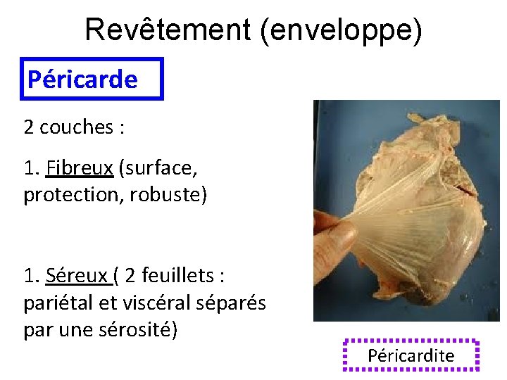 Revêtement (enveloppe) Péricarde 2 couches : 1. Fibreux (surface, protection, robuste) 1. Séreux (