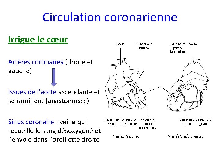 Circulation coronarienne Irrigue le cœur Artères coronaires (droite et gauche) Issues de l’aorte ascendante