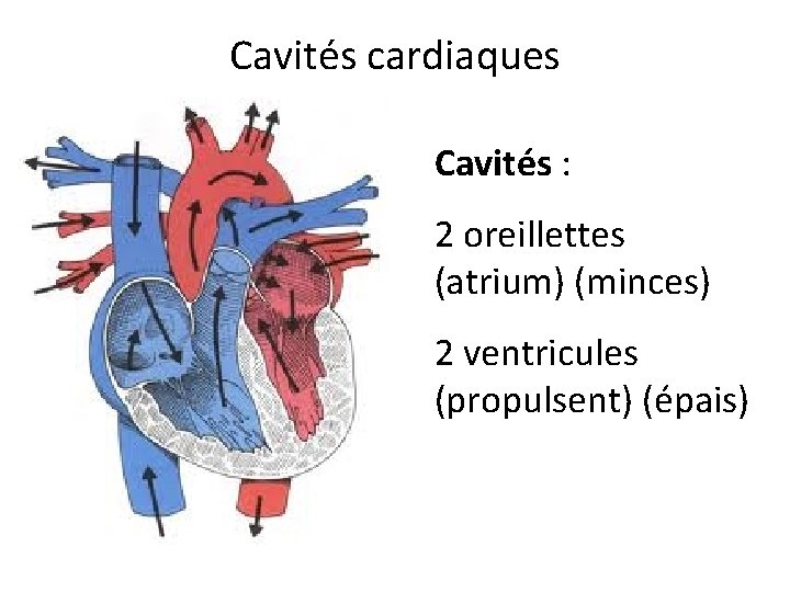 Cavités cardiaques Cavités : 2 oreillettes (atrium) (minces) 2 ventricules (propulsent) (épais) 