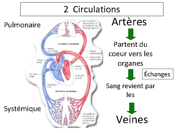 2 Circulations Pulmonaire Artères Partent du coeur vers les organes Échanges Sang revient par