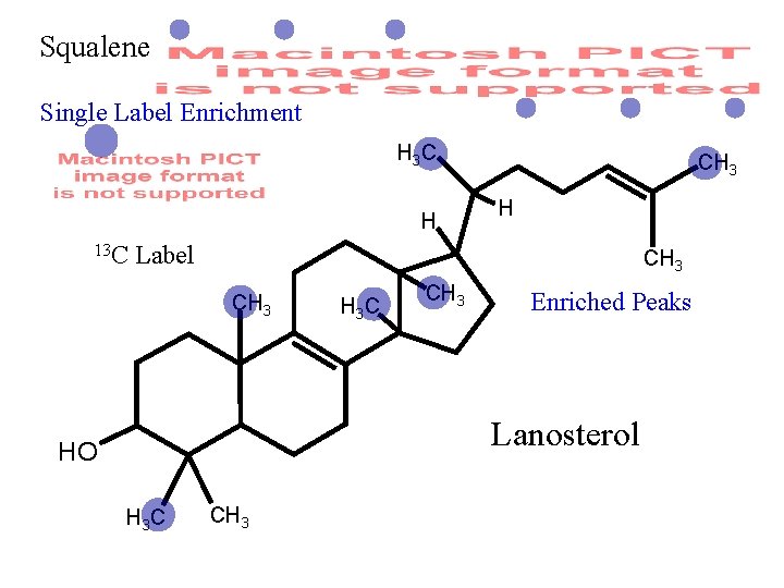 Squalene Single Label Enrichment H 3 C H 13 C CH 3 H Label