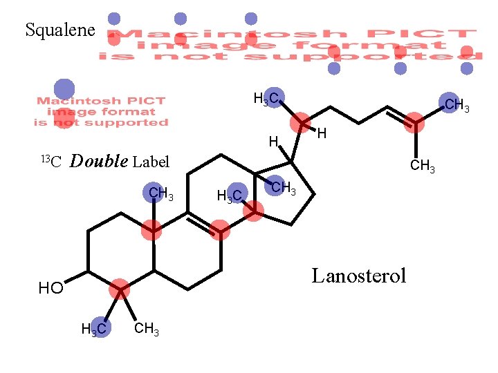 Squalene H 3 C H 13 C CH 3 H Double Label CH 3