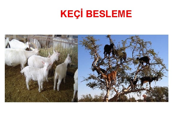 KEÇİ BESLEME 