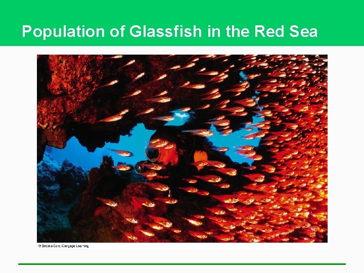 Population of Glassfish in the Red Sea 