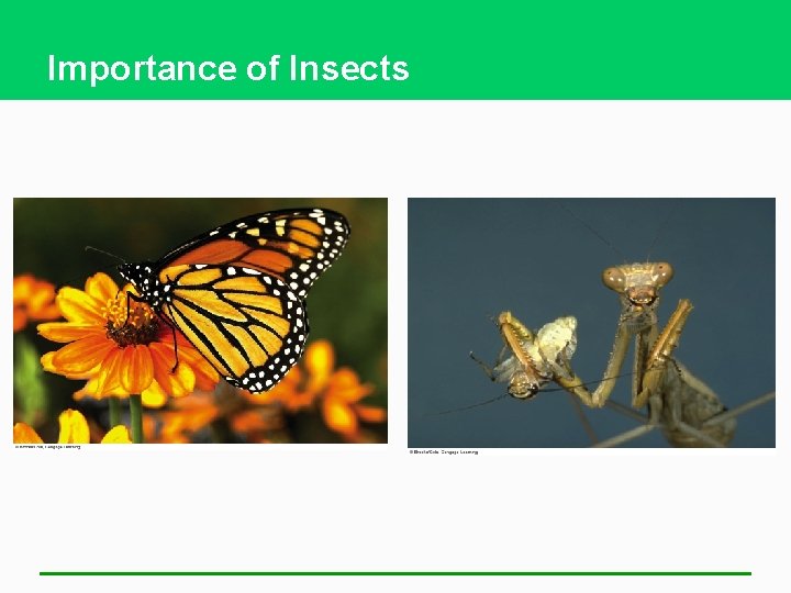 Importance of Insects 