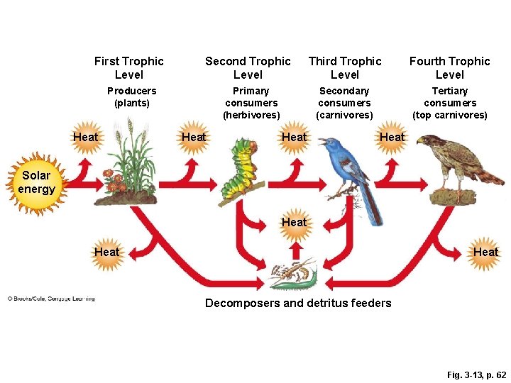 First Trophic Level Second Trophic Level Producers (plants) Heat Primary consumers (herbivores) Heat Third