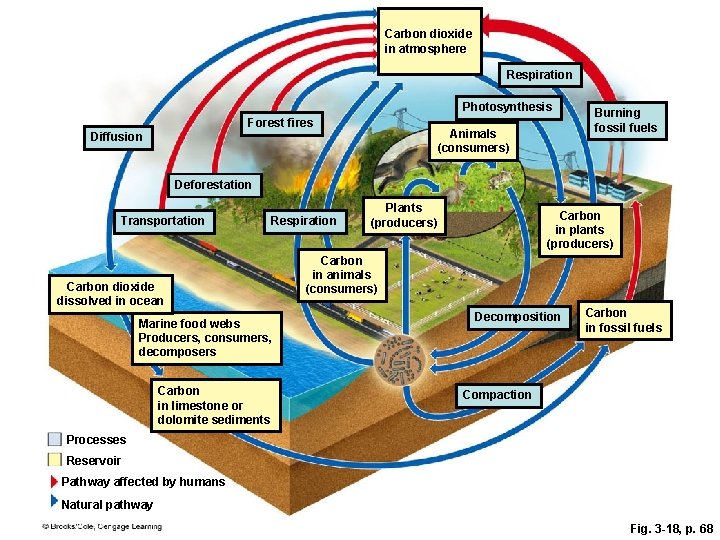 Carbon dioxide in atmosphere Respiration Photosynthesis Forest fires Animals (consumers) Diffusion Burning fossil fuels