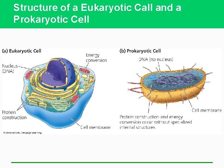 Structure of a Eukaryotic Call and a Prokaryotic Cell 