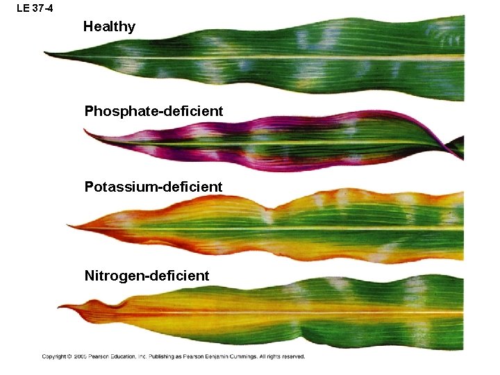 LE 37 -4 Healthy Phosphate-deficient Potassium-deficient Nitrogen-deficient 