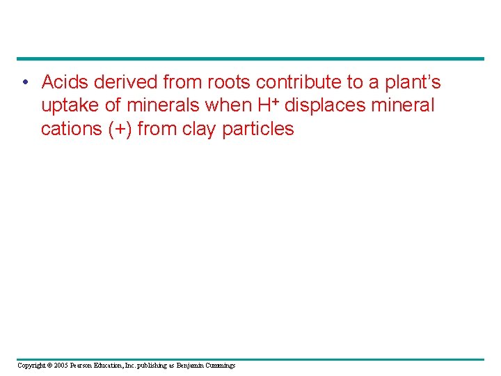  • Acids derived from roots contribute to a plant’s uptake of minerals when