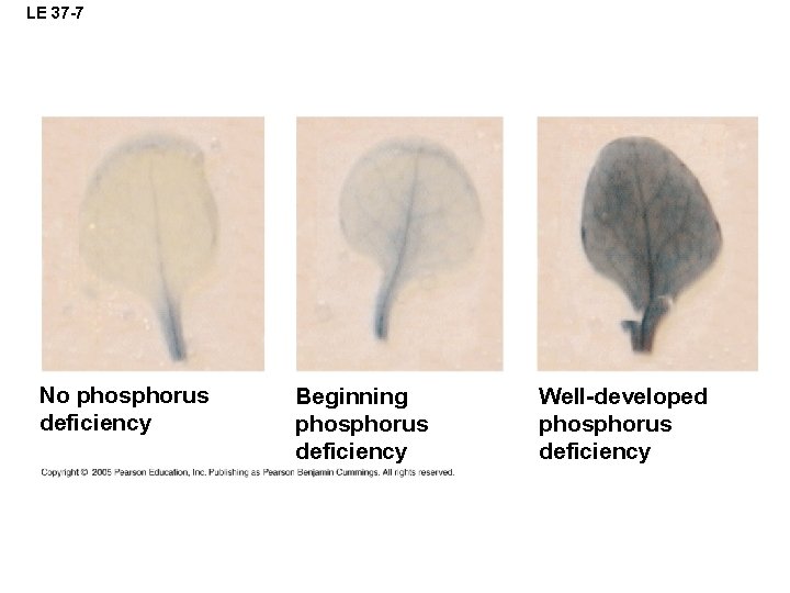 LE 37 -7 No phosphorus deficiency Beginning phosphorus deficiency Well-developed phosphorus deficiency 