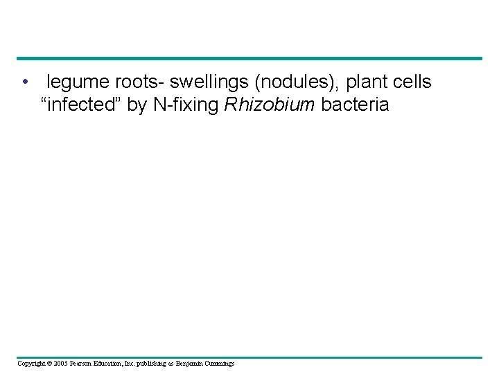  • legume roots- swellings (nodules), plant cells “infected” by N-fixing Rhizobium bacteria Copyright