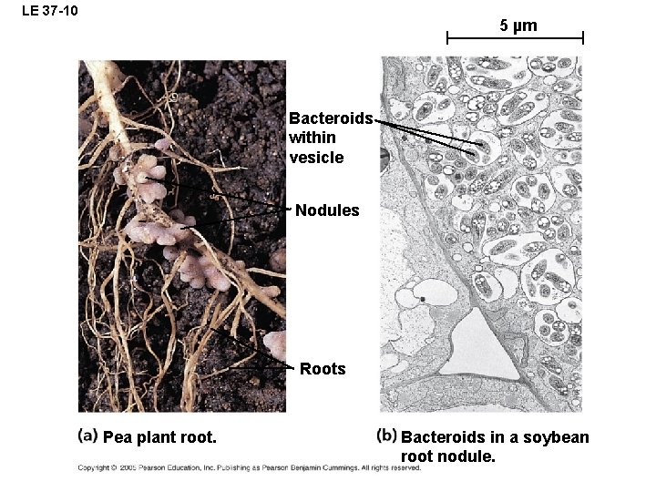 LE 37 -10 5 µm Bacteroids within vesicle Nodules Roots Pea plant root. Bacteroids