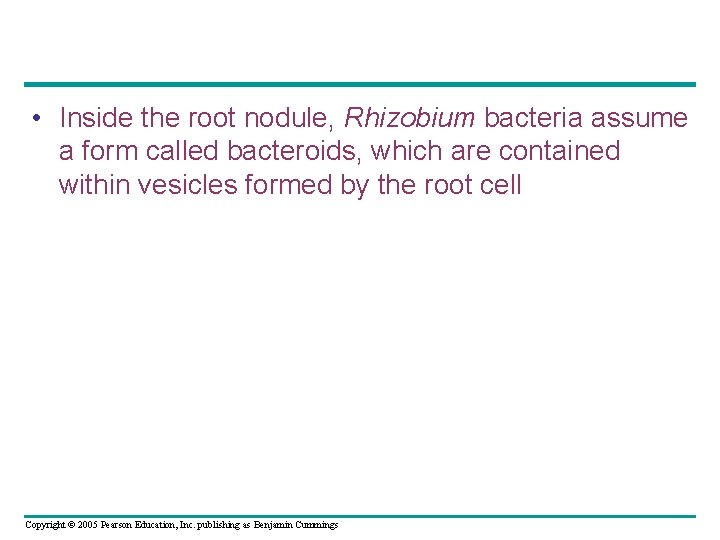  • Inside the root nodule, Rhizobium bacteria assume a form called bacteroids, which