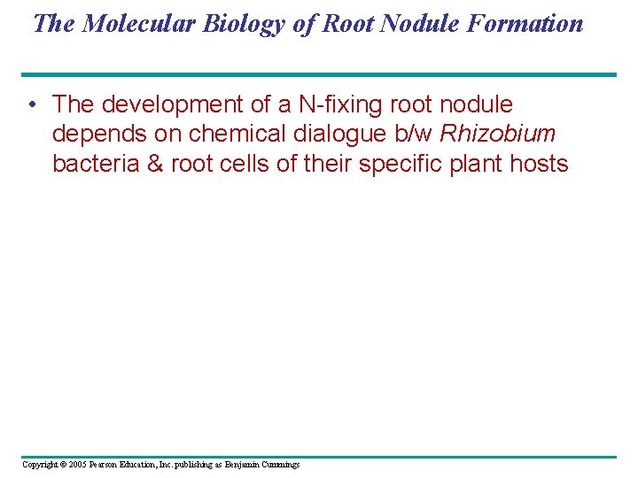 The Molecular Biology of Root Nodule Formation • The development of a N-fixing root