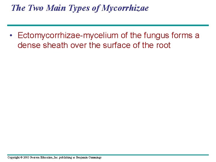 The Two Main Types of Mycorrhizae • Ectomycorrhizae-mycelium of the fungus forms a dense