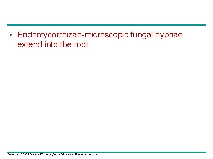  • Endomycorrhizae-microscopic fungal hyphae extend into the root Copyright © 2005 Pearson Education,