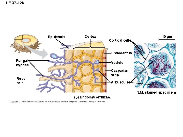 LE 37 -12 b Epidermis Cortex Cortical cells 10 µm Endodermis Fungal hyphae Vesicle