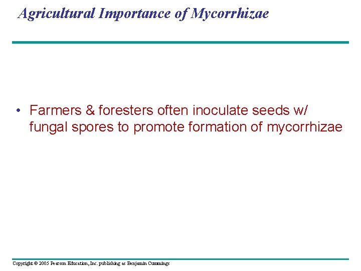 Agricultural Importance of Mycorrhizae • Farmers & foresters often inoculate seeds w/ fungal spores