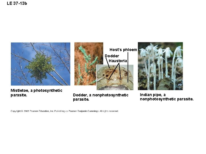 LE 37 -13 b Host’s phloem Dodder Haustoria Mistletoe, a photosynthetic parasite. Dodder, a