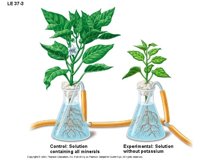 LE 37 -3 Control: Solution containing all minerals Experimental: Solution without potassium 