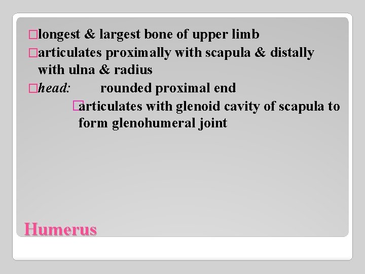 �longest & largest bone of upper limb �articulates proximally with scapula & distally with