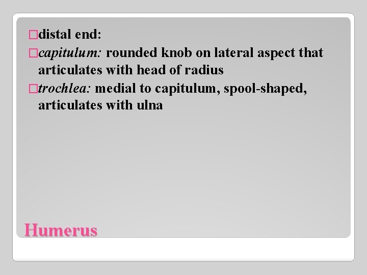 �distal end: �capitulum: rounded knob on lateral aspect that articulates with head of radius