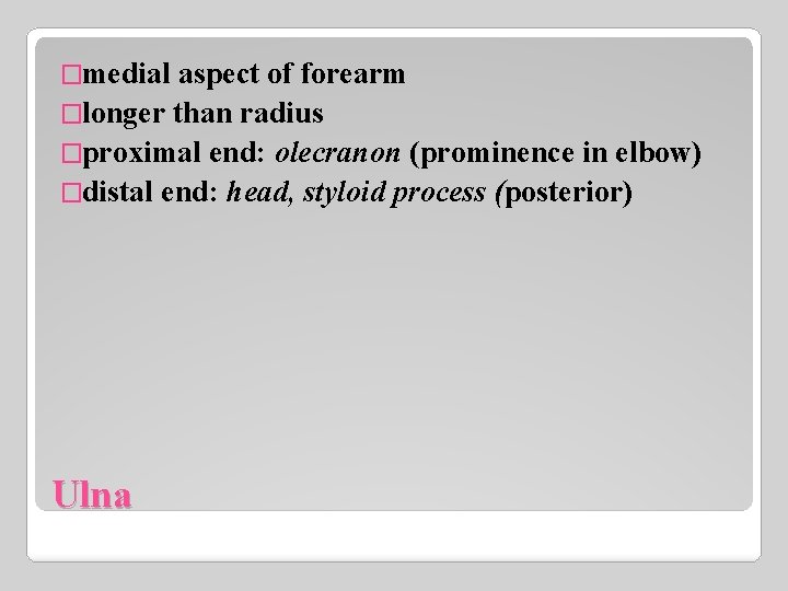 �medial aspect of forearm �longer than radius �proximal end: olecranon (prominence in elbow) �distal