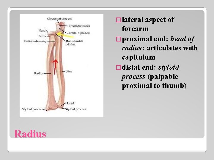 �lateral aspect of forearm �proximal end: head of radius: articulates with capitulum �distal end: