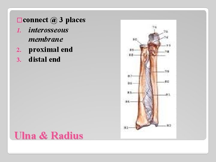 �connect @ 3 places 1. interosseous membrane 2. proximal end 3. distal end Ulna