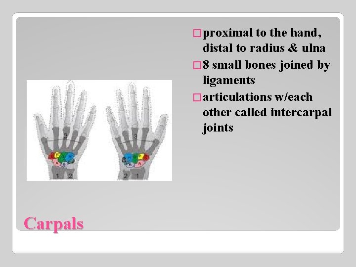�proximal to the hand, distal to radius & ulna � 8 small bones joined
