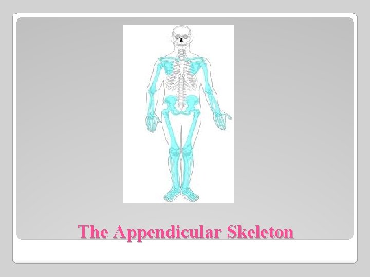 The Appendicular Skeleton 