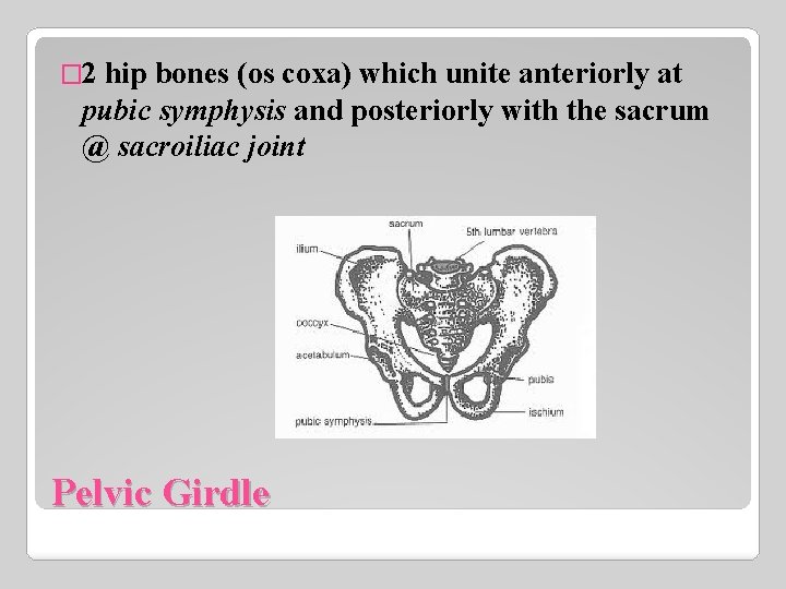 � 2 hip bones (os coxa) which unite anteriorly at pubic symphysis and posteriorly