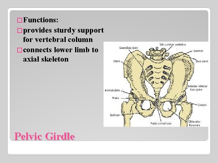 �Functions: �provides sturdy support for vertebral column �connects lower limb to axial skeleton Pelvic