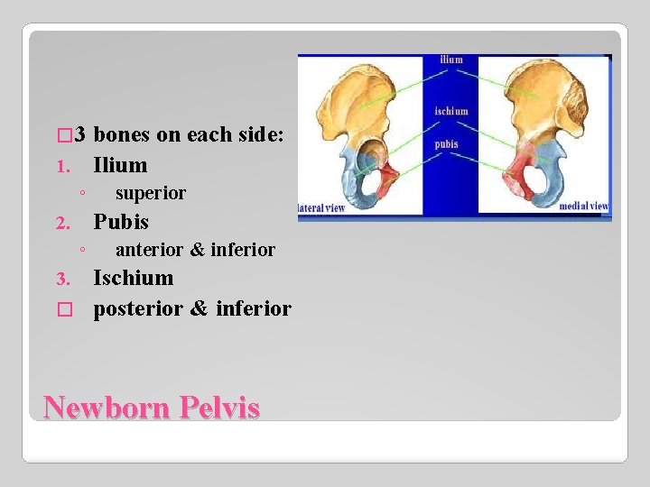 � 3 bones on each side: 1. Ilium ◦ superior Pubis 2. ◦ anterior