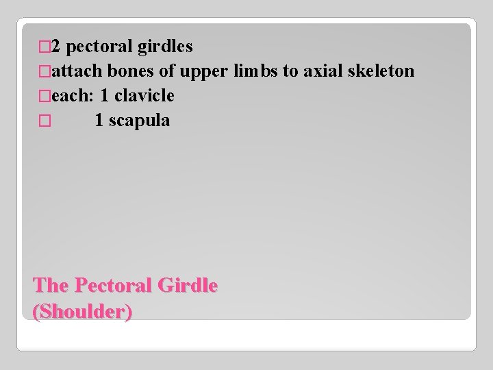 � 2 pectoral girdles �attach bones of upper limbs to axial skeleton �each: 1