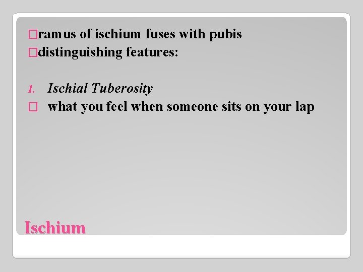 �ramus of ischium fuses with pubis �distinguishing features: Ischial Tuberosity � what you feel