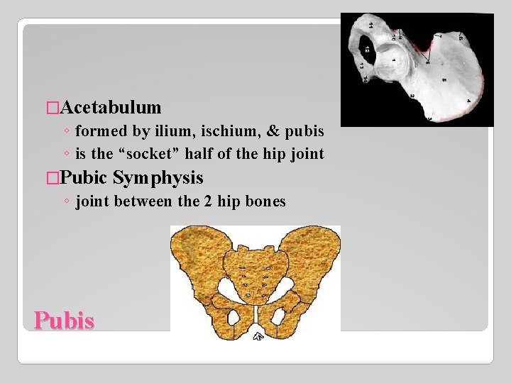 �Acetabulum ◦ formed by ilium, ischium, & pubis ◦ is the “socket” half of
