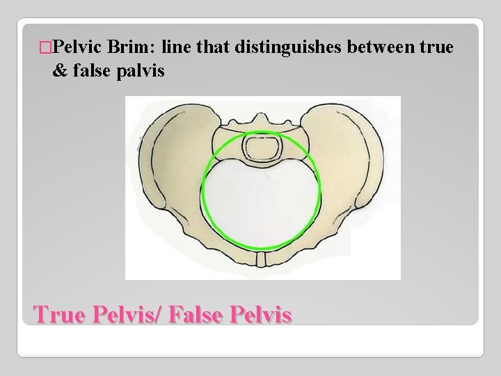 �Pelvic Brim: line that distinguishes between true & false palvis True Pelvis/ False Pelvis