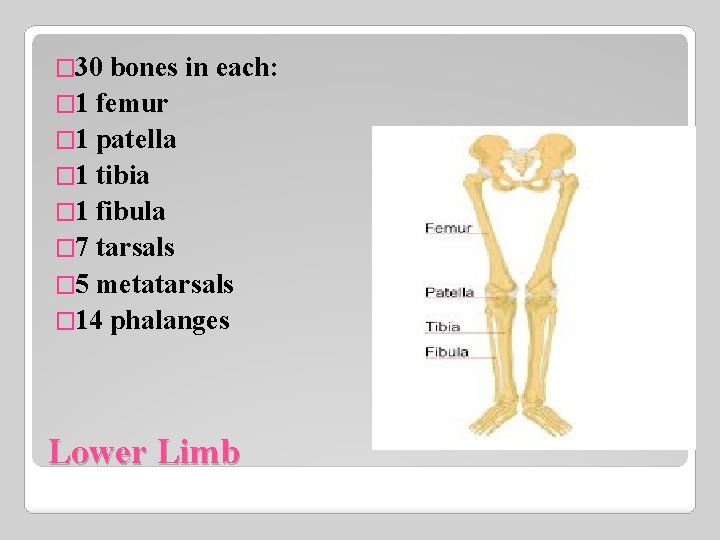 � 30 bones in each: � 1 femur � 1 patella � 1 tibia