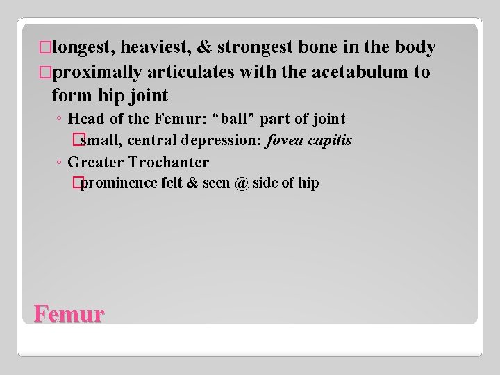 �longest, heaviest, & strongest bone in the body �proximally articulates with the acetabulum to