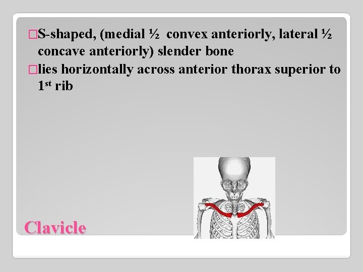 �S-shaped, (medial ½ convex anteriorly, lateral ½ concave anteriorly) slender bone �lies horizontally across