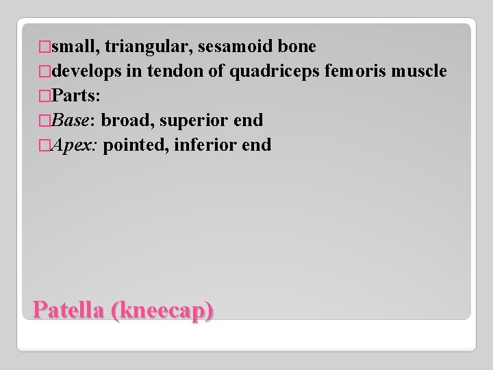 �small, triangular, sesamoid bone �develops in tendon of quadriceps femoris muscle �Parts: �Base: broad,