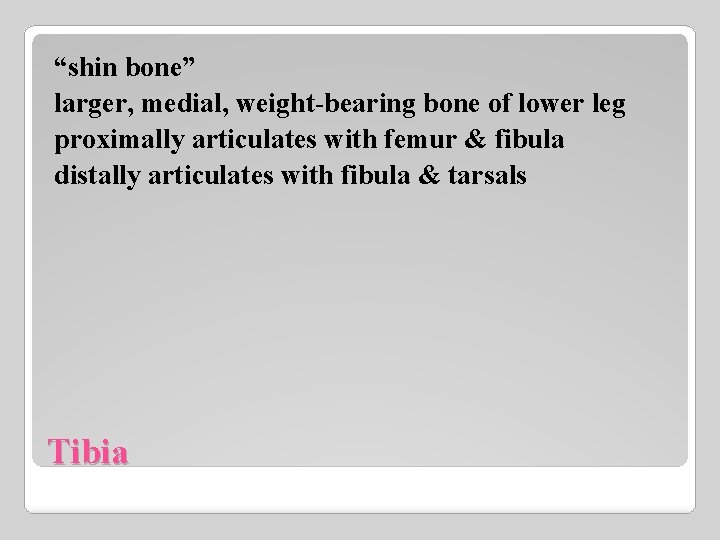 “shin bone” larger, medial, weight-bearing bone of lower leg proximally articulates with femur &