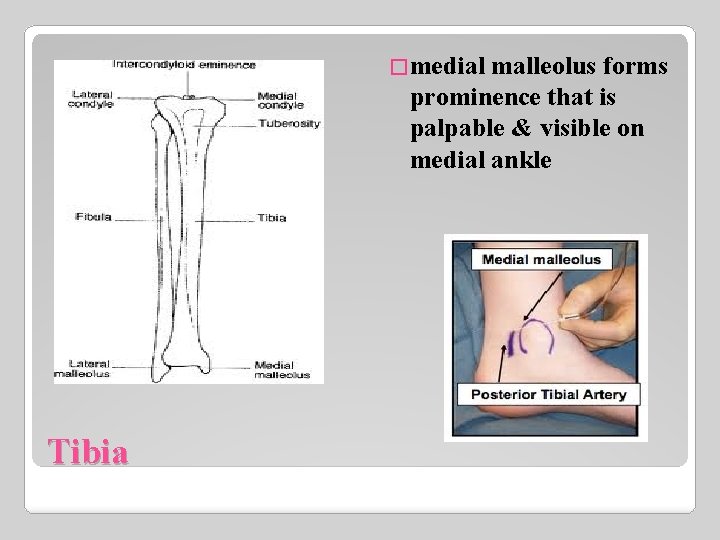 �medial malleolus forms prominence that is palpable & visible on medial ankle Tibia 